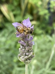 Apis mellifera