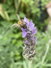 Apis mellifera