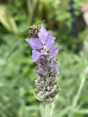 Apis mellifera