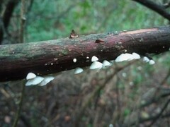 Chaetocalathus craterellus