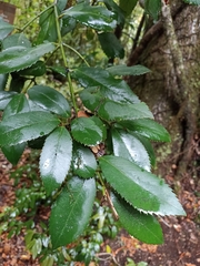 Laureliopsis philippiana