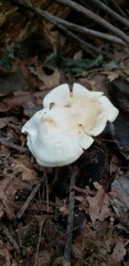 Clitopilus
