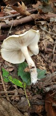 Clitopilus