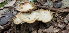 Clitopilus
