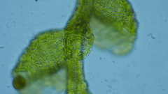 Microlejeunea ulicina
