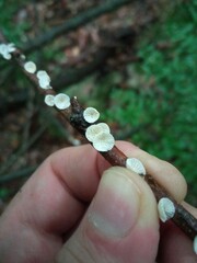 Chaetocalathus craterellus