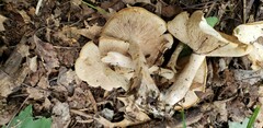 Clitopilus