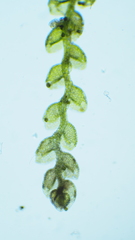 Microlejeunea ulicina