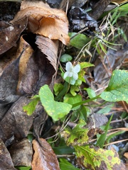 Viola primulifolia