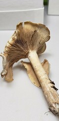 Clitopilus