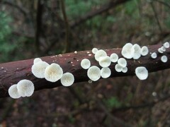 Chaetocalathus craterellus