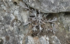 Pseudognaphalium californicum