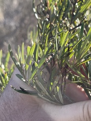 Ornithostaphylos oppositifolia