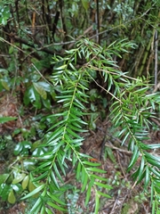 Saxegothaea conspicua