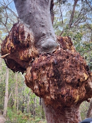 Angophora costata