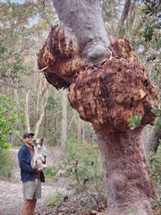 Angophora costata