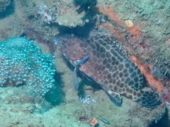 Epinephelus quoyanus