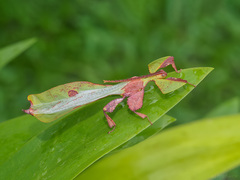 Pulchriphyllium abdulfatahi
