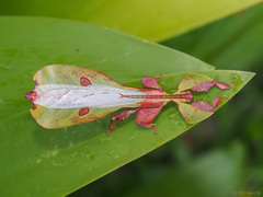 Pulchriphyllium abdulfatahi