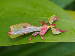 Pulchriphyllium abdulfatahi