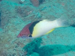 Bodianus mesothorax