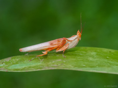 Hymenopus coronatus