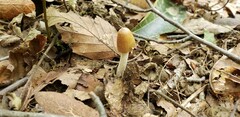 Pseudosperma friabile