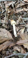 Pseudosperma friabile