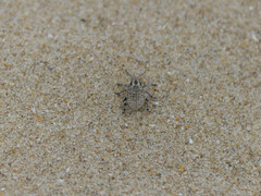 Philopedon plagiatum