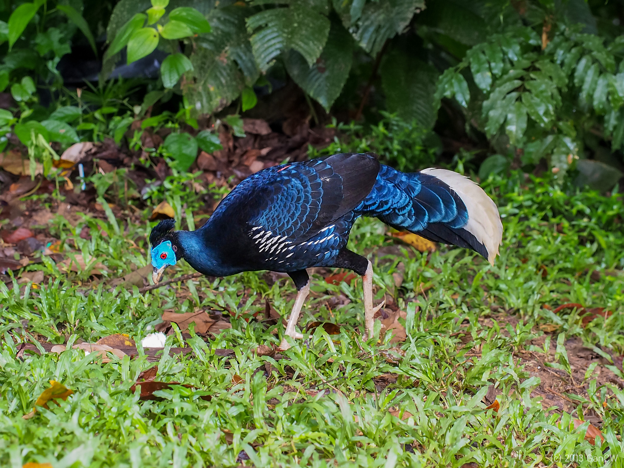 Bornean Crested Fireback