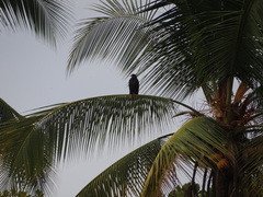 Buteogallus anthracinus