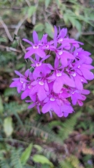 Epidendrum centropetalum