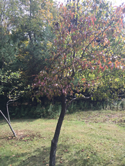 Malus dasyphylla