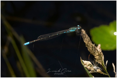 Acanthagrion