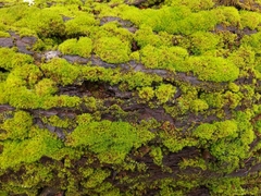 Leucobryum