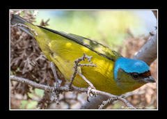 Chlorophonia elegantissima