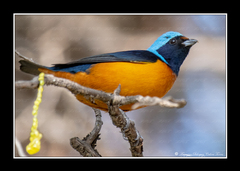 Chlorophonia elegantissima