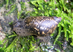 Oxyloma elegans