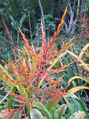 Aechmea blanchetiana