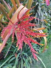 Aechmea blanchetiana