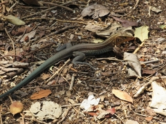 Pholidoscelis auberi