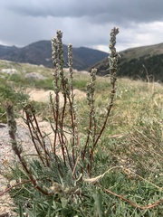 Artemisia borealis
