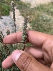 Artemisia borealis