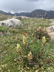 Castilleja occidentalis