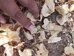 Dicliptera resupinata