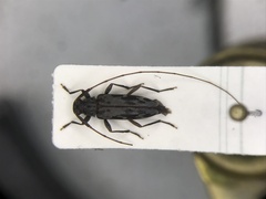 Lepturges symmetricus