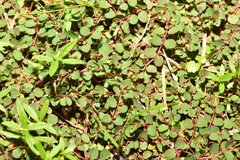 Euphorbia makinoi