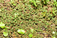 Euphorbia makinoi