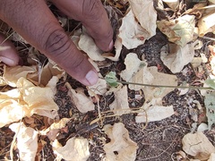 Dicliptera resupinata