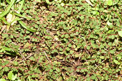 Euphorbia makinoi